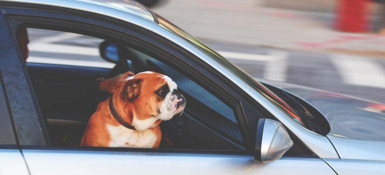 driving in your new country with a buddy