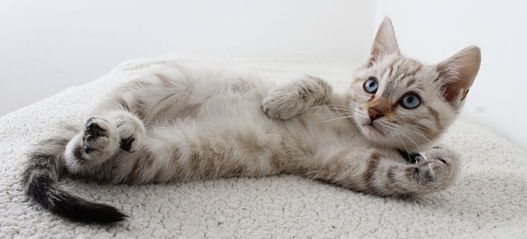 Moving with your pet cat