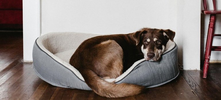 dog in bed