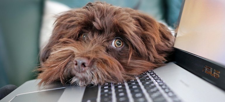 dog and top expat forum