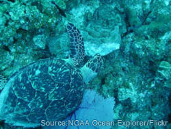 caymanislands3