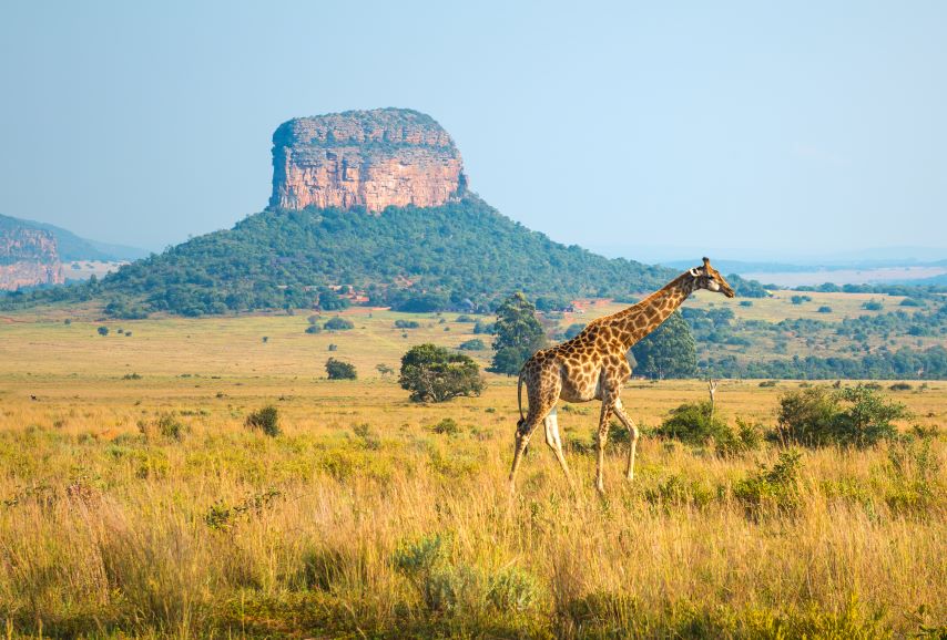 A giraffe walking across a grassy savannah in South Africa with a large rocky hill in the background under a clear blue sky.