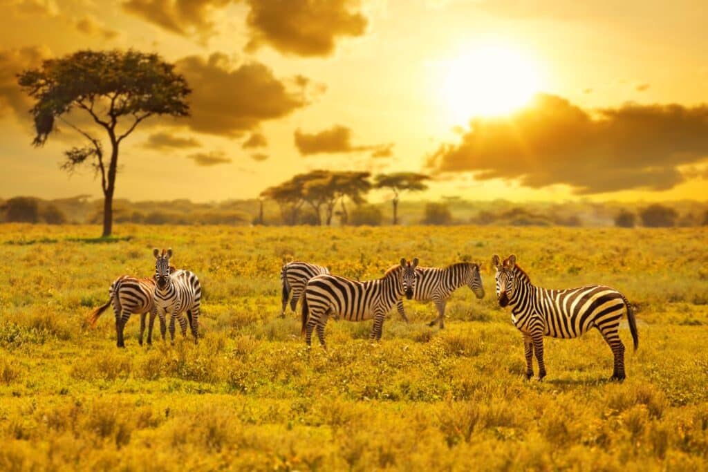 zebras in Uganda