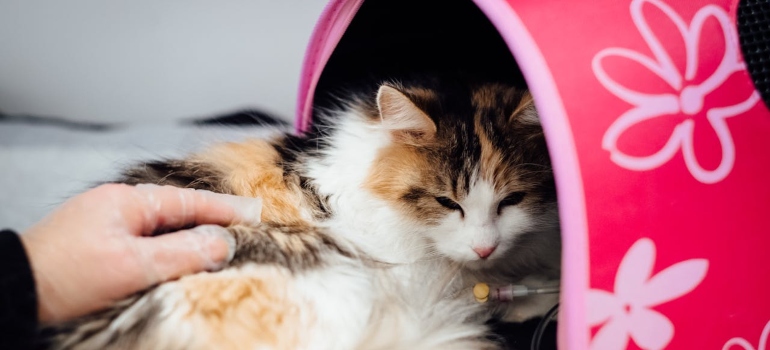 a cat being transported from USA to Spain