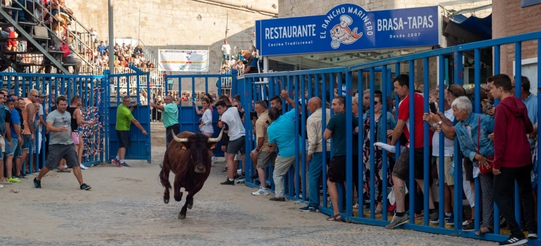 a bull running on the street