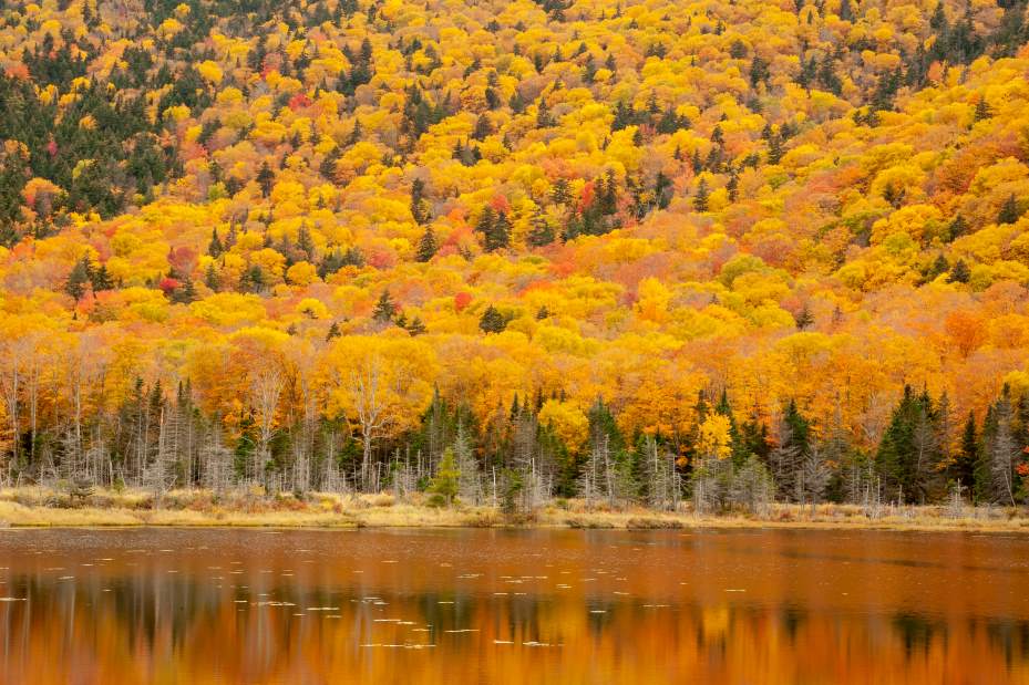 a forest in Vermont