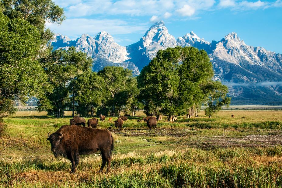 animals in Wyoming 