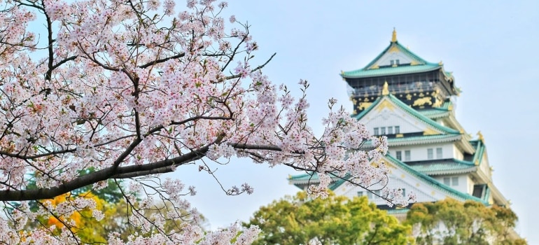 japanese building and cherry blossom