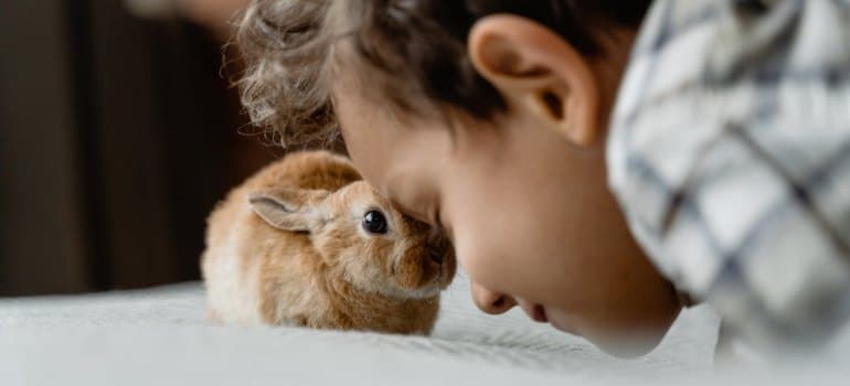 A child shares a tender moment with a bunny, highlighting the joy of family life in New Zealand.