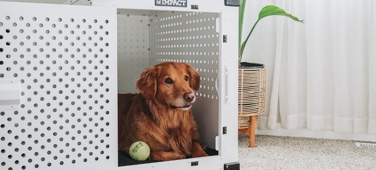 dog in a crate