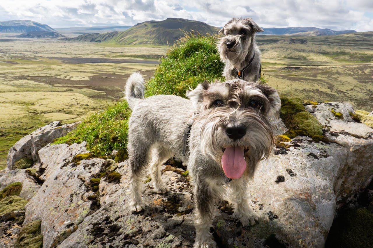 moving to Iceland with pets